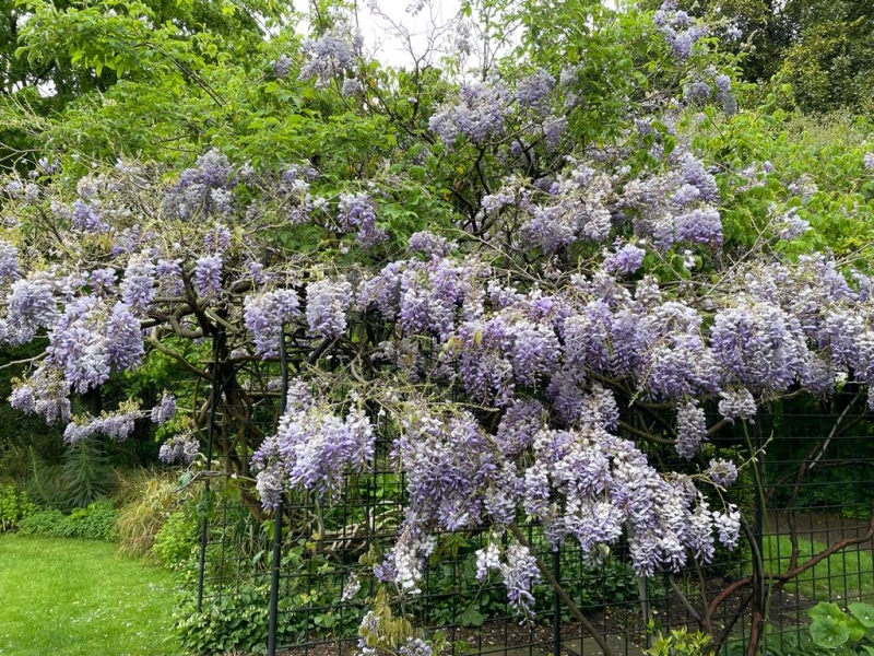 Cadogan Place South Garden